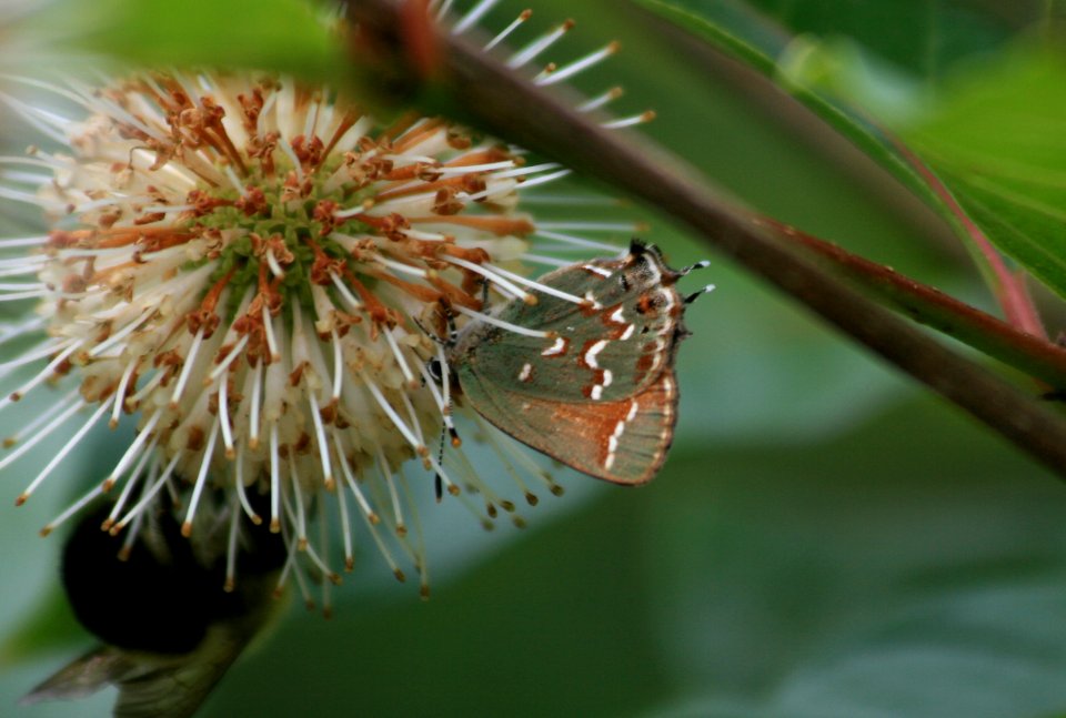Olive hairstreak (876719931)