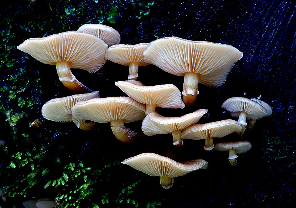 Olive honeycap Armillaria novaezealandae (51114633513)