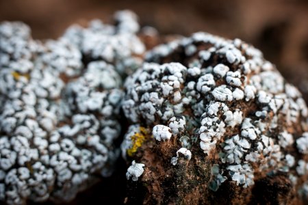 Old growth soil crust covered in the lichen brain scale. (8590359340) photo