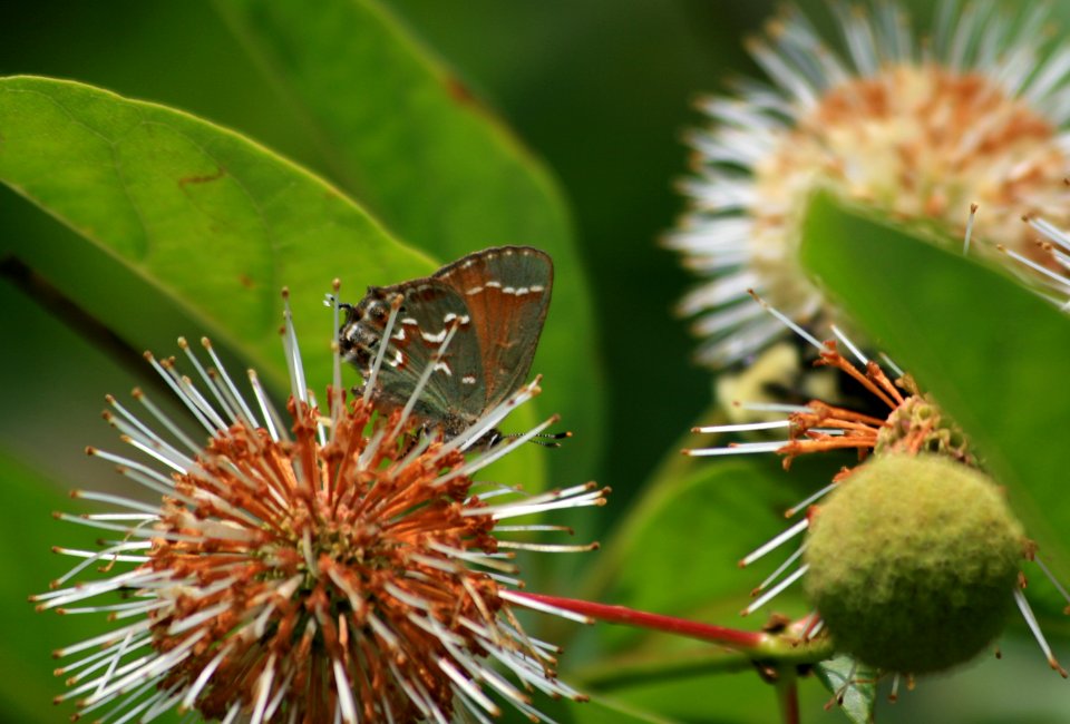 Olive hairstreak (876719747)