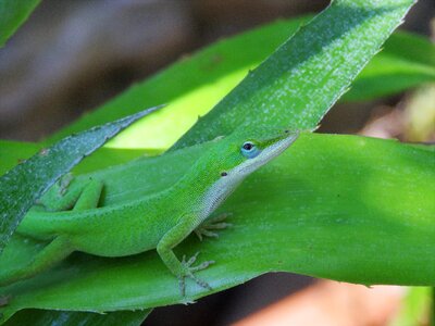Lizard green and white wildlife