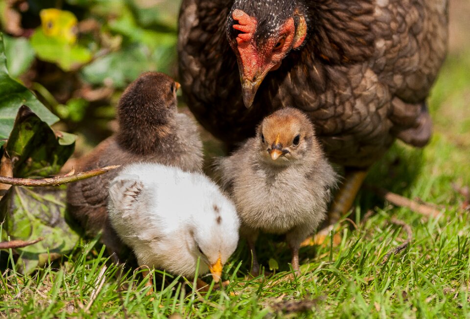 Poultry nature chicks