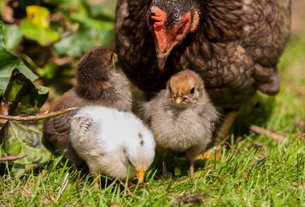 Poultry nature chicks photo