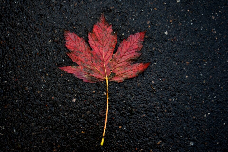 Autumn outdoor red leaf