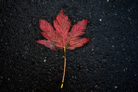 Autumn outdoor red leaf photo