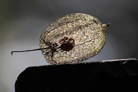 Autumn physalis orange photo