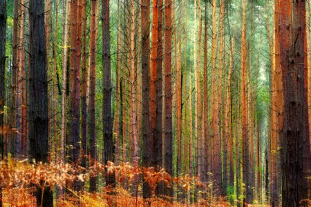 Background pine autumn photo