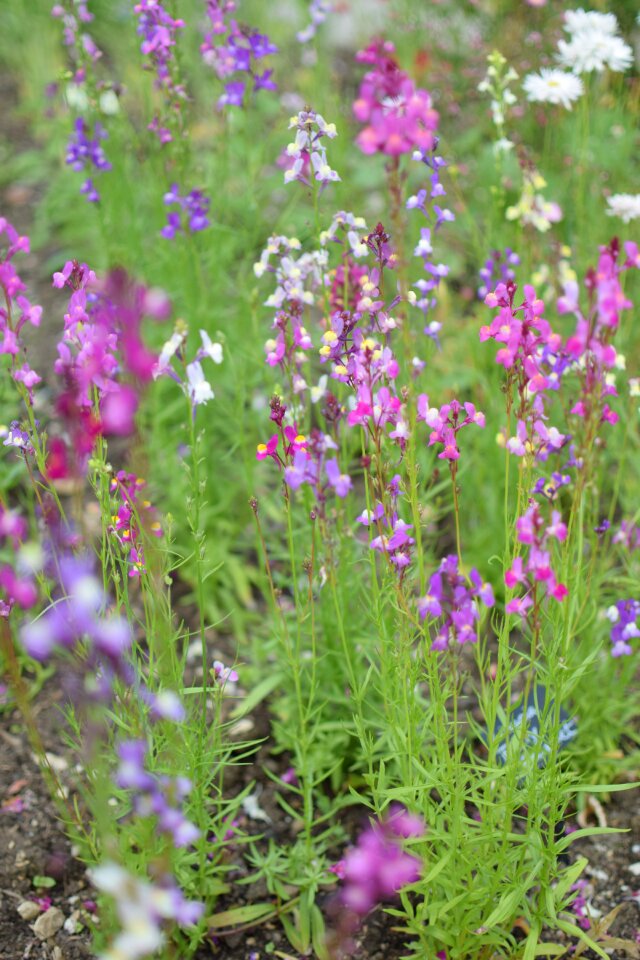 Outdoor england nature