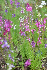 Outdoor england nature