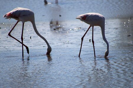 Camargue pink flamingo ornithology