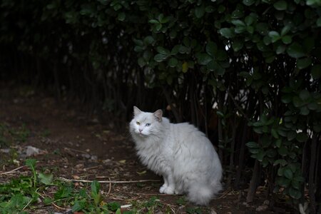 Shade white animal