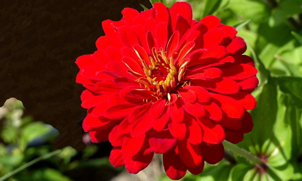 Orange Zinnia (39887649063)