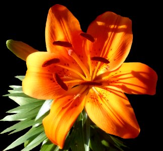 Orange Lilly (42430112121)