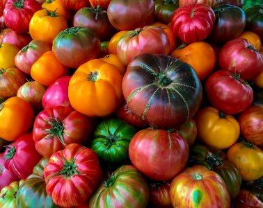 Organic heirloom tomato at the Jack London Square Farmers' Market 20150809-OC-LSC-0001 (21661742600)