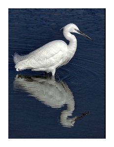 Orillia Ontario - Canada - Classic pose by an Egret with reflection (51419973161)