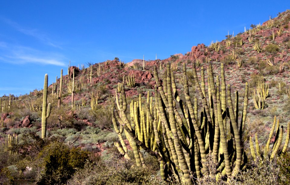 Organ Pipe Cactus Along the Road (12597823204) photo