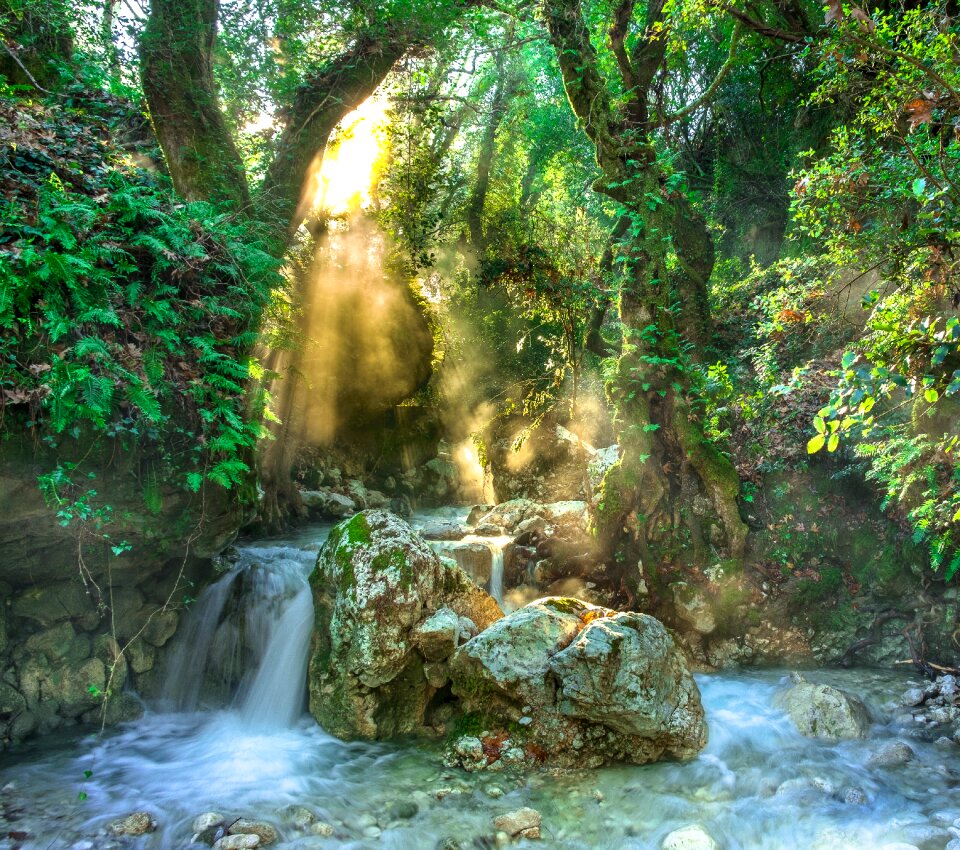 Stream forest water