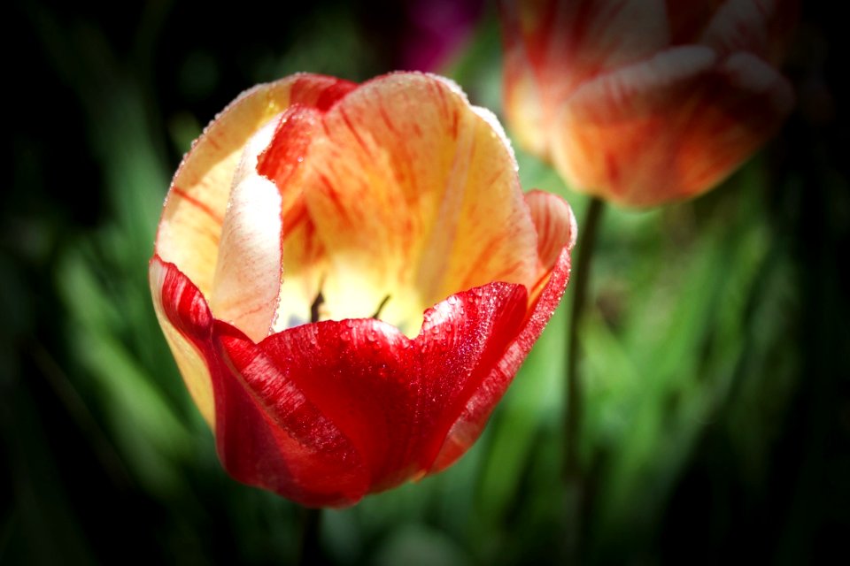 Orillia Ontario Canada ~ Leacock Museum Gardens ~ Water droplets -Tulip ~ Heritage Site (51540106568) photo