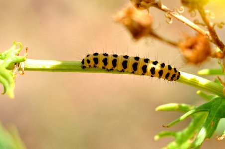 Oruga Cinabrio (20132979784)
