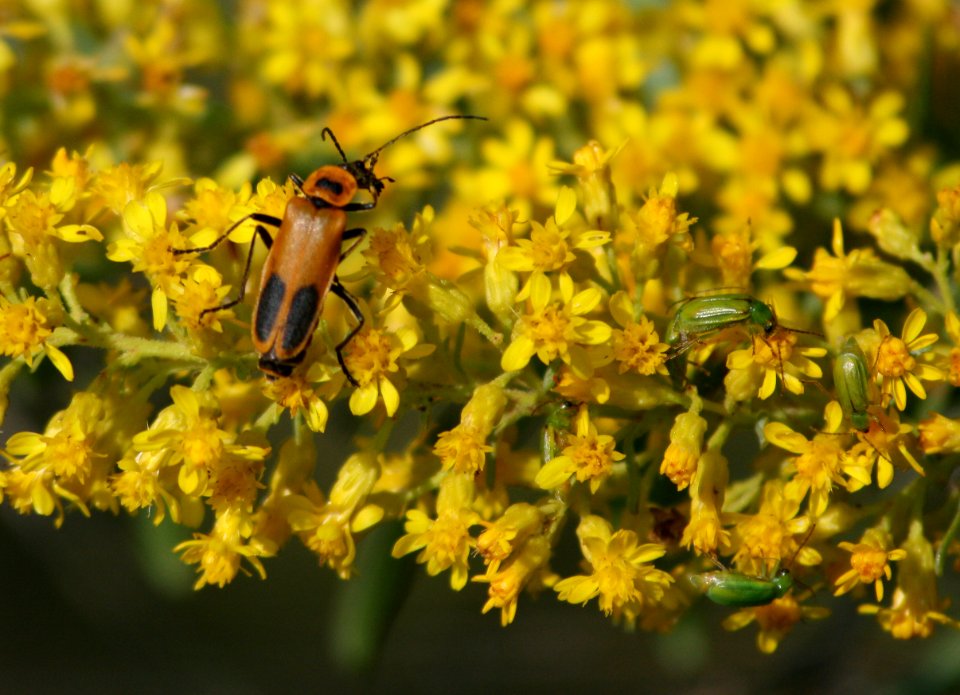 Orange and Green Beetles on Yellow (1315774949)