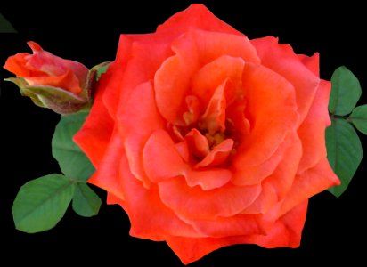 Orange Rose3 (33799890888)