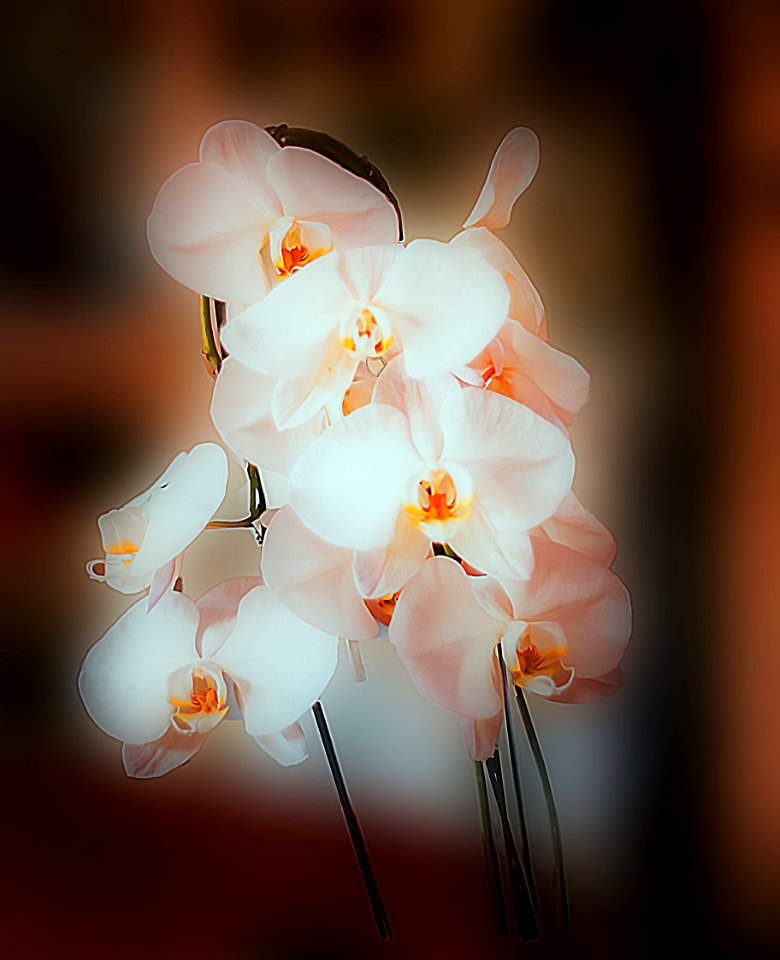 Orchidée (43435022242)