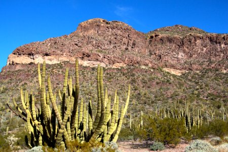 Organ Pipe Cactus Cluster (12597387965) photo