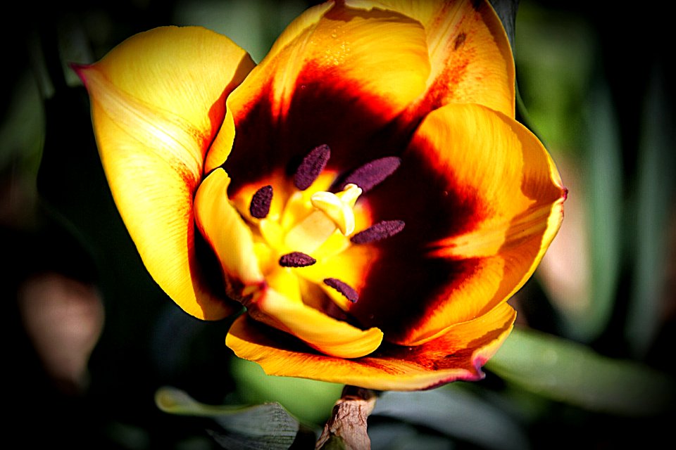 Orillia Ontario Canada ~ Leacock Museum Gardens ~ Tiger Tulip ~ Heritage Site (51549686613) photo