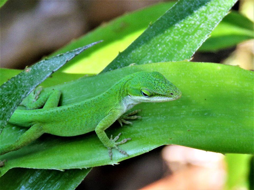 Lizard green and white wildlife