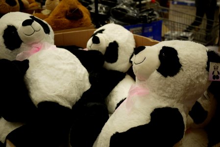 Osos panda (15364782558)