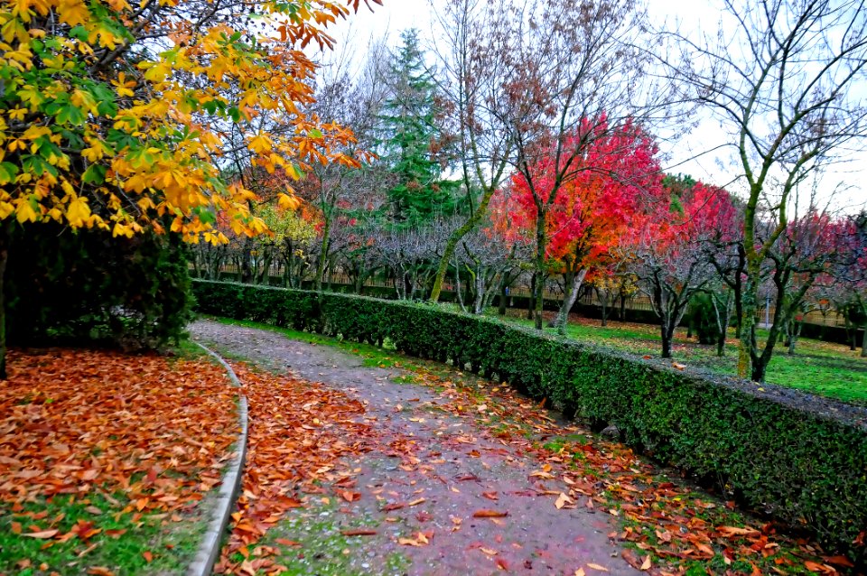 Otoño en el Parque (15731330919)