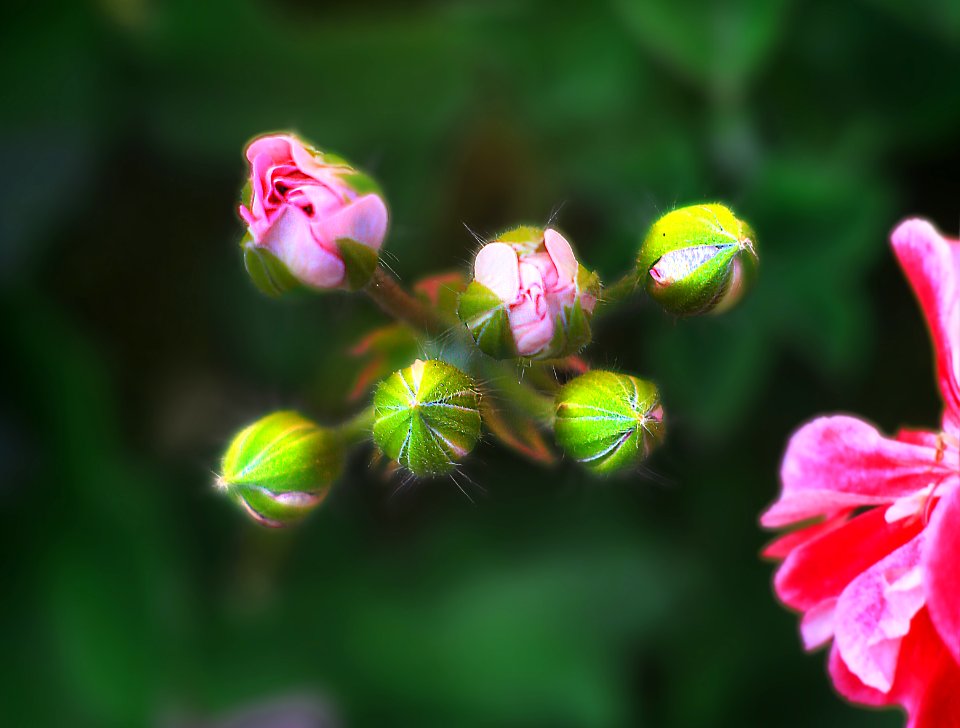 Other buds (29941988867)