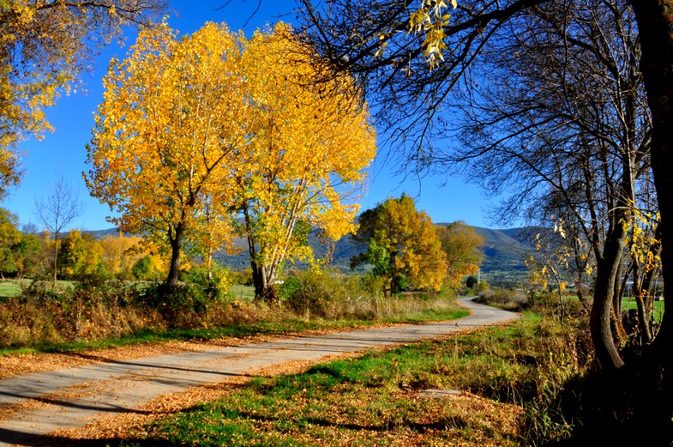 Otoño Árboles (15139333734)