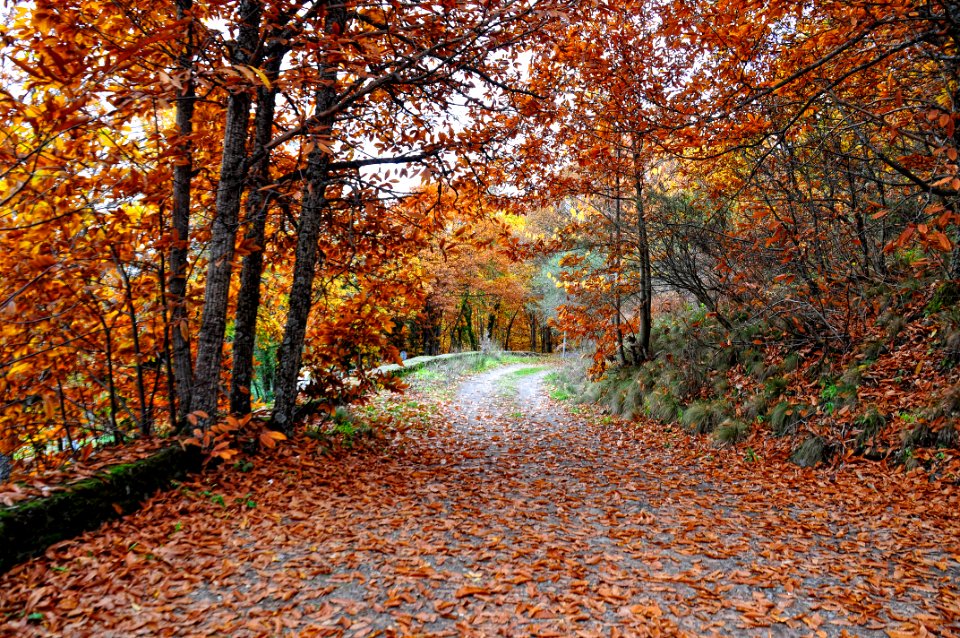 Otoño (15854112352)
