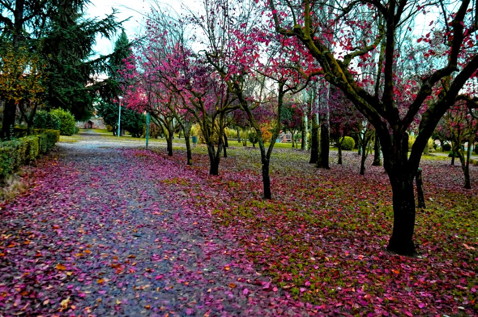 Otoño en el Parque (15891557966)