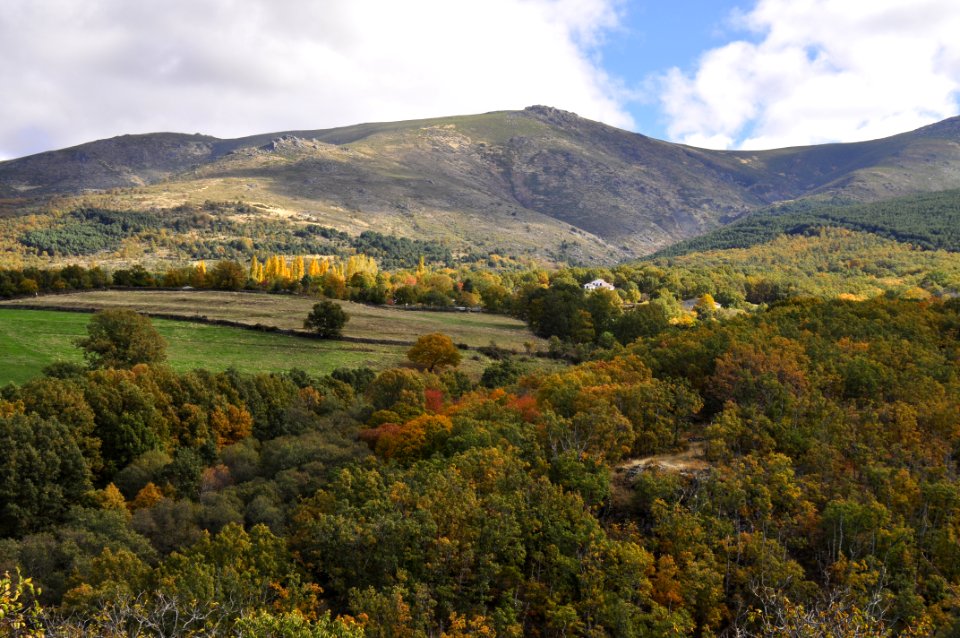 Otoño Árboles (15574500980)