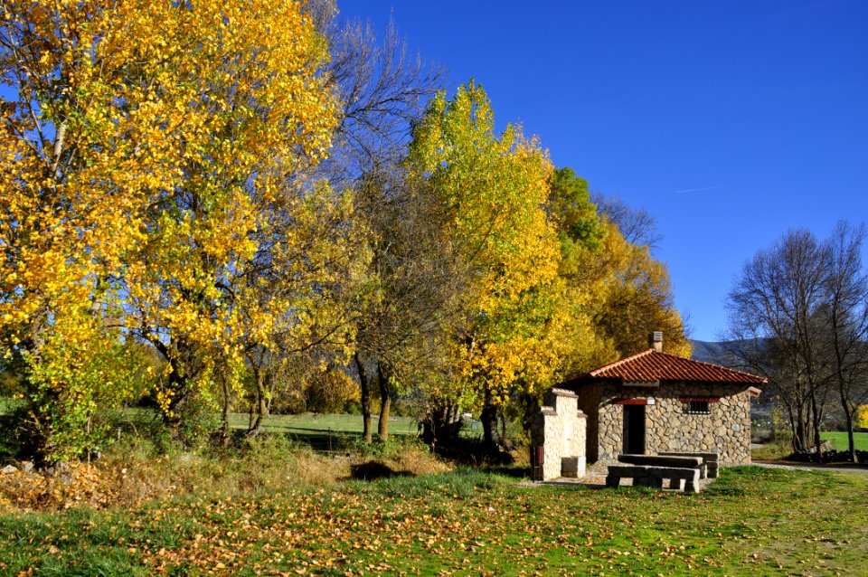 Otoño Árboles (15760855672)