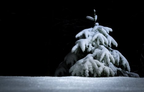 Herringbone christmas tree spruce