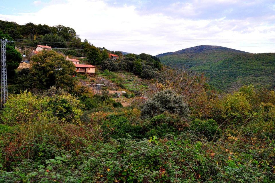 Otoño Árboles (15574106317)
