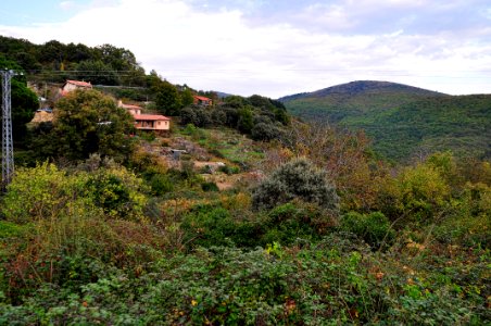 Otoño Árboles (15574106317)