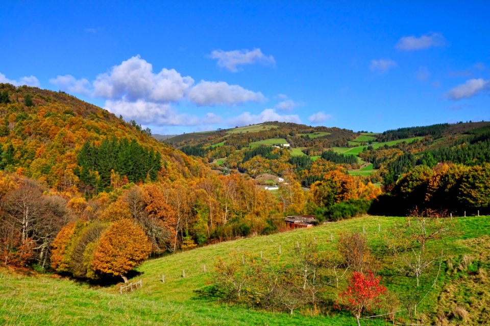 Otoño Árboles (15573899448)