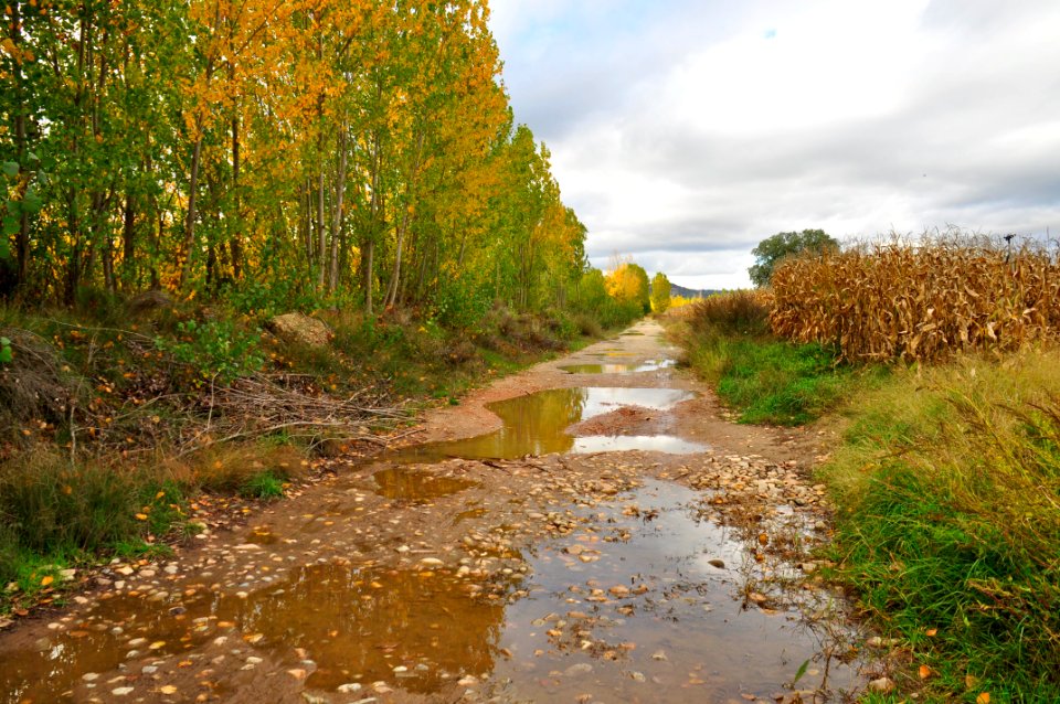 Otoño Árboles (15759279255)