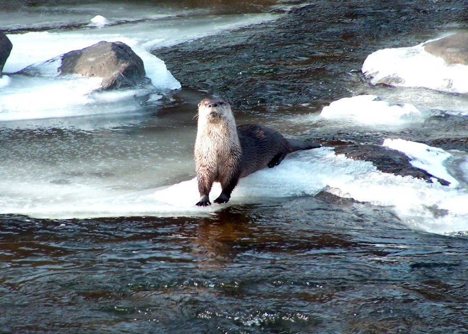Otter 1 matthews odfw (4423735688)