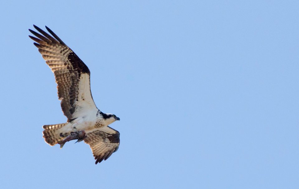 Osprey (27530478305)