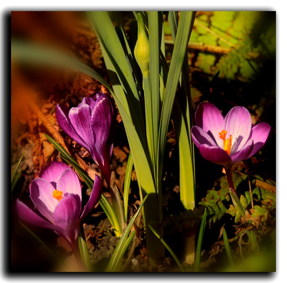 Other crocus (46587075184)