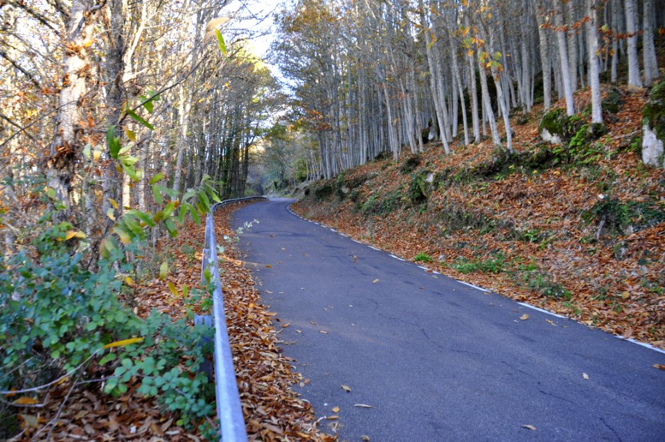 Otoño Árboles (15139331154)