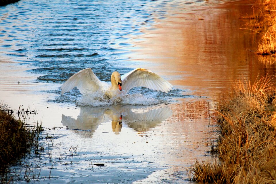 Waters nature water bird