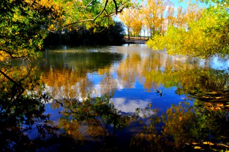 Otoño Árboles (15573847698) photo