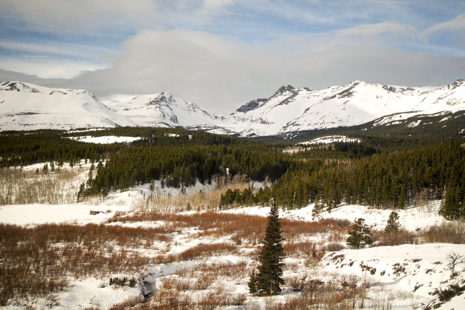 Forest trees mountain