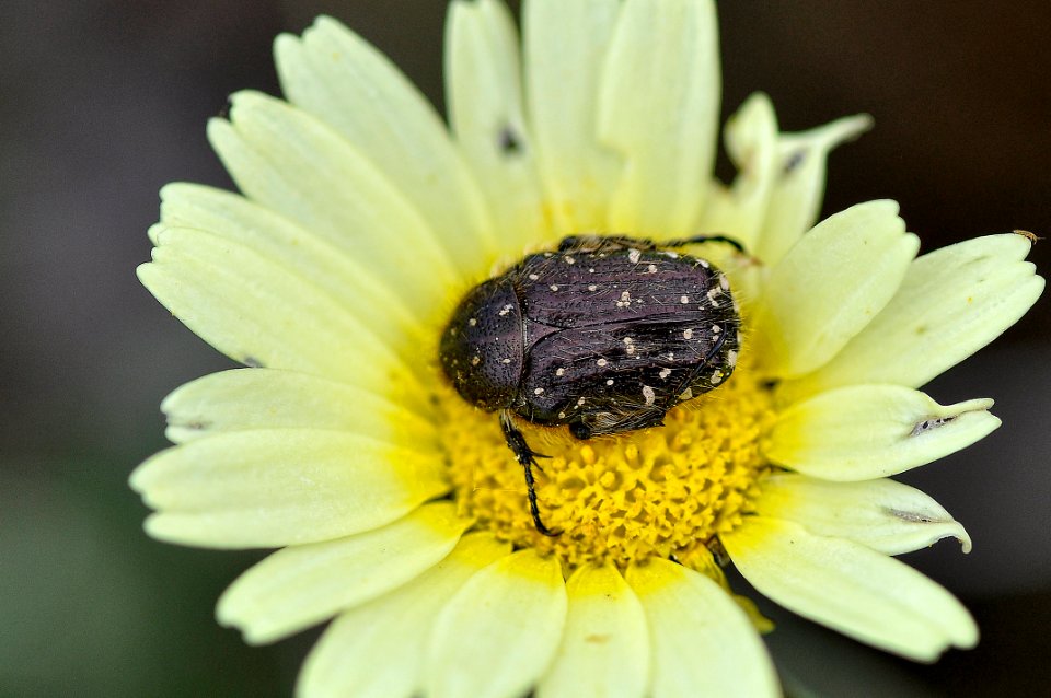 Oxythyrea funesta (17347015781)